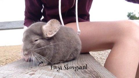 Chinchilla Charly billede 3