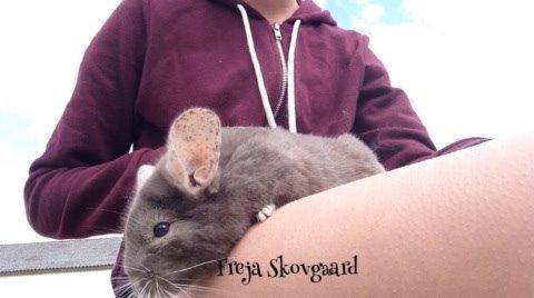 Chinchilla Charly billede 4