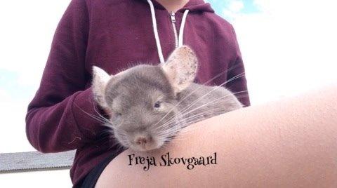 Chinchilla Charly billede 5