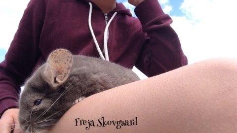 Chinchilla Charly billede 6