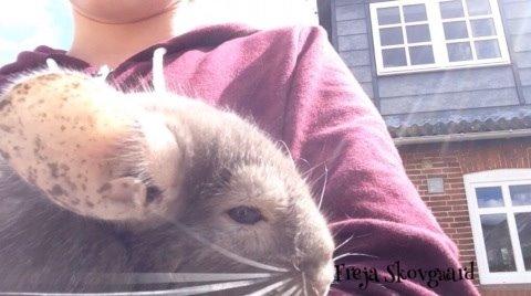 Chinchilla Charly billede 8