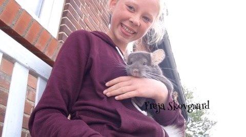 Chinchilla Charly billede 9