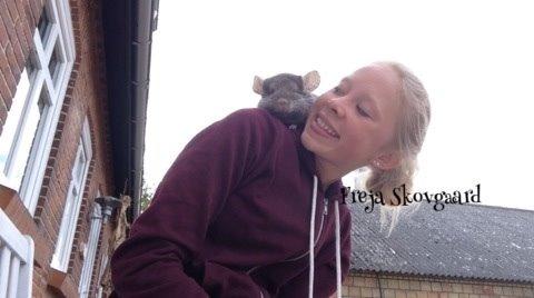 Chinchilla Charly billede 12