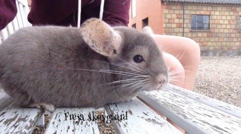 Chinchilla Charly billede 13