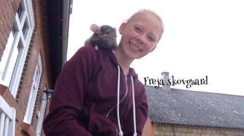 Chinchilla Charly billede 15