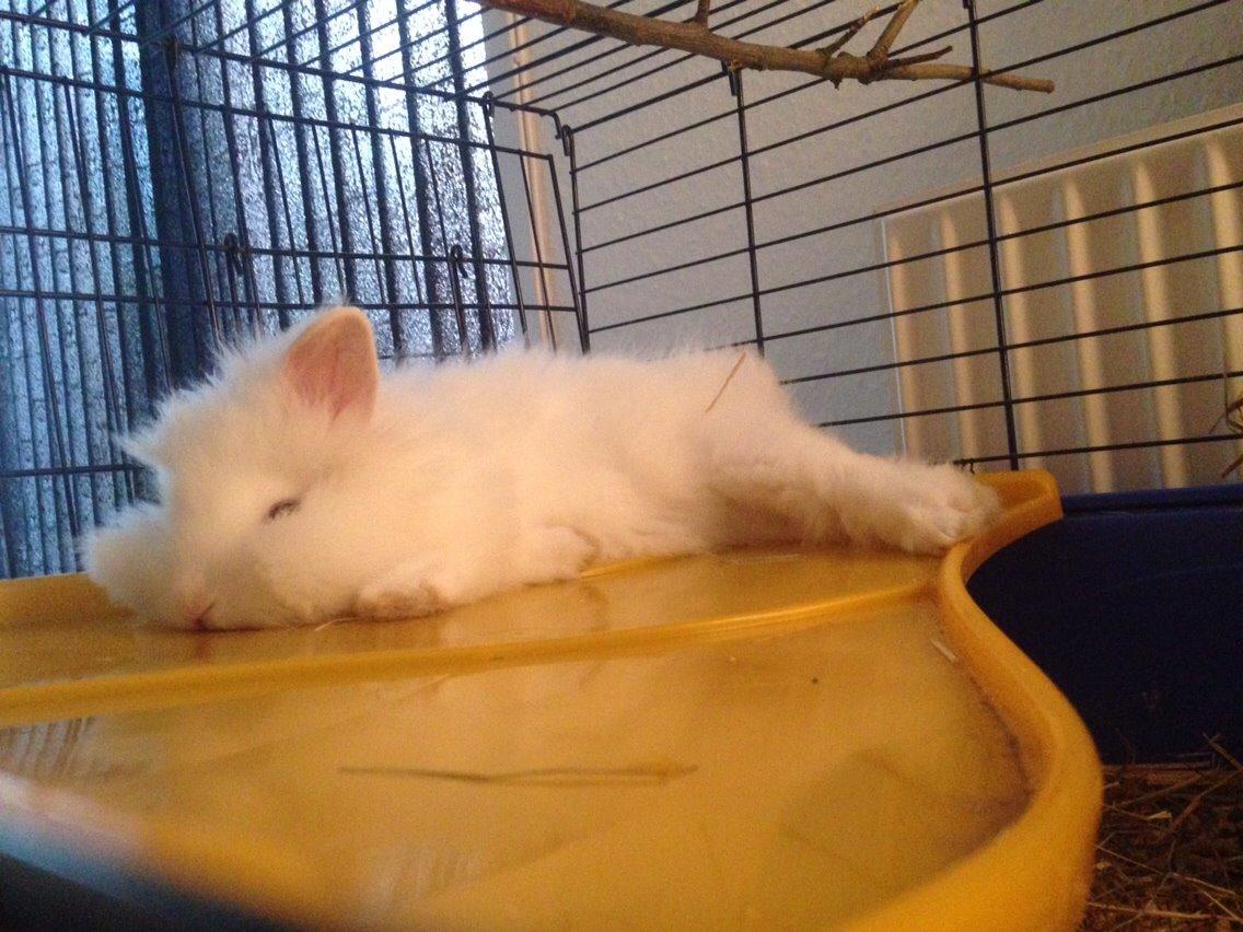 Kanin Fiona billede 9