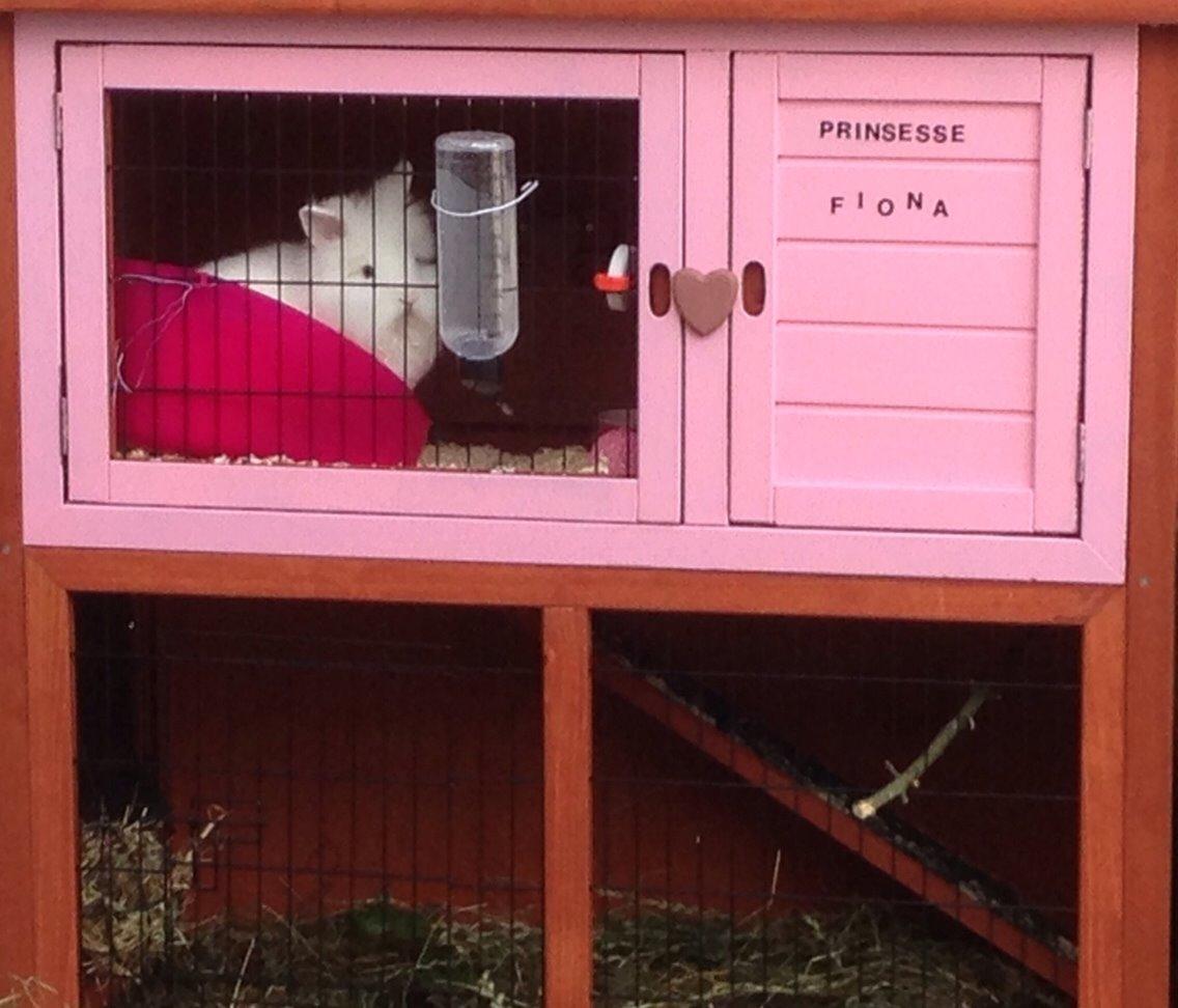 Kanin Fiona billede 8