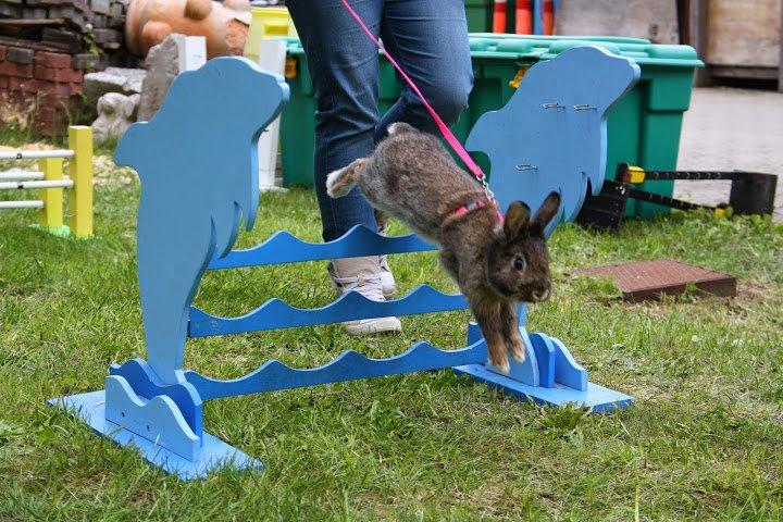 Kanin Picnic's Zombie billede 34