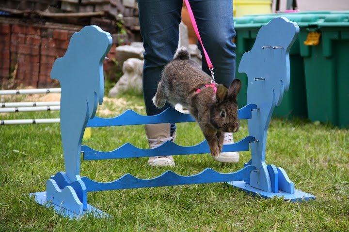 Kanin Picnic's Zombie billede 35