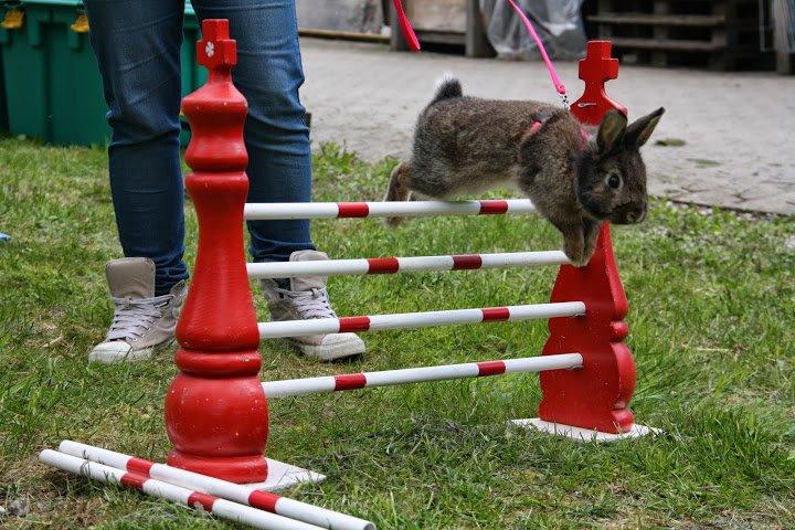 Kanin Picnic's Zombie billede 36