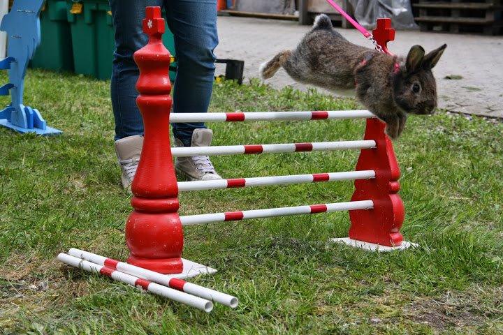 Kanin Picnic's Zombie billede 4