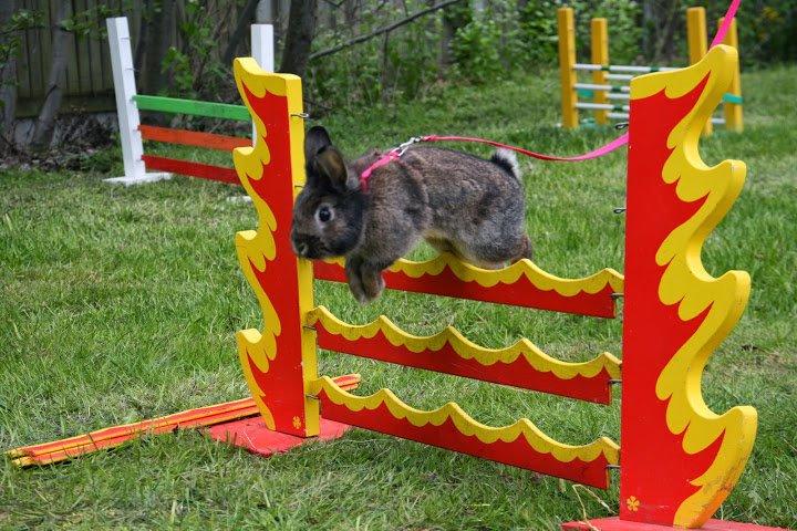 Kanin Picnic's Zombie billede 38