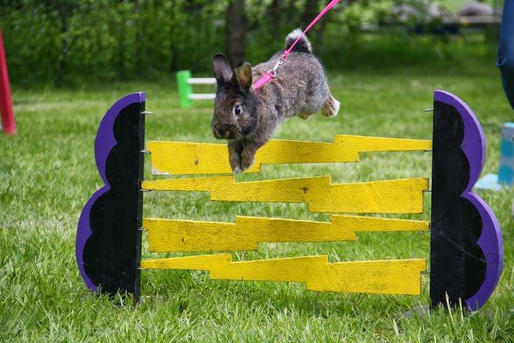 Kanin Picnic's Zombie billede 11