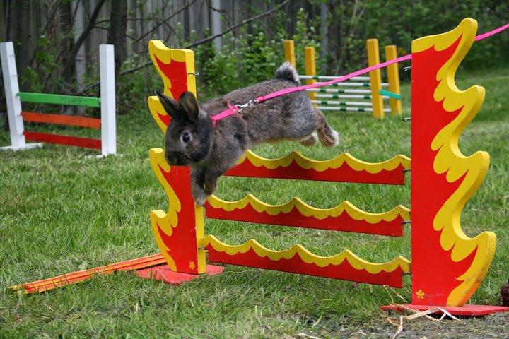 Kanin Picnic's Zombie billede 39