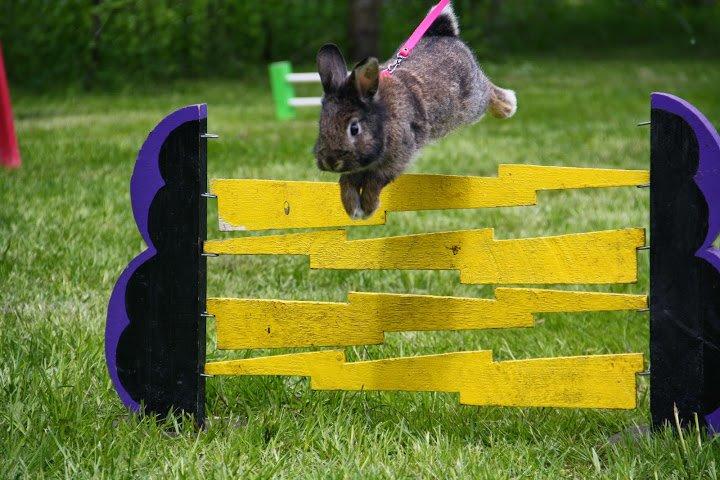 Kanin Picnic's Zombie billede 1