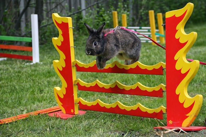 Kanin Picnic's Zombie billede 40