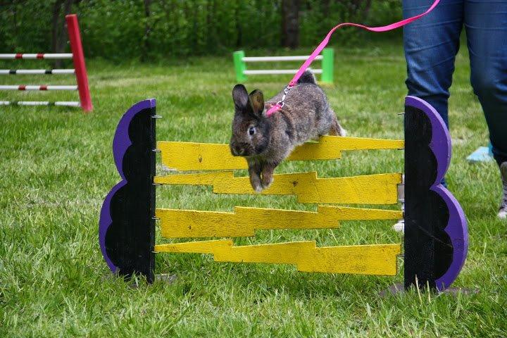 Kanin Picnic's Zombie billede 37