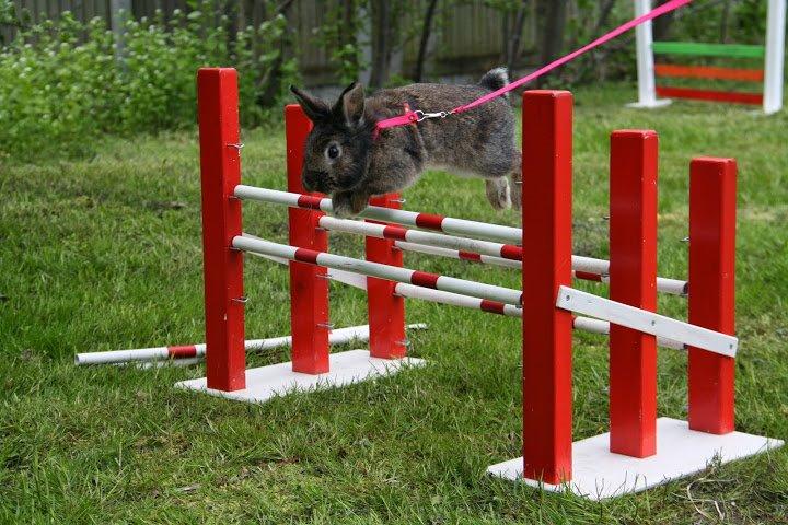 Kanin Picnic's Zombie billede 41