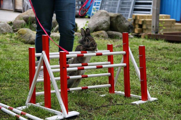 Kanin Picnic's Zombie billede 42