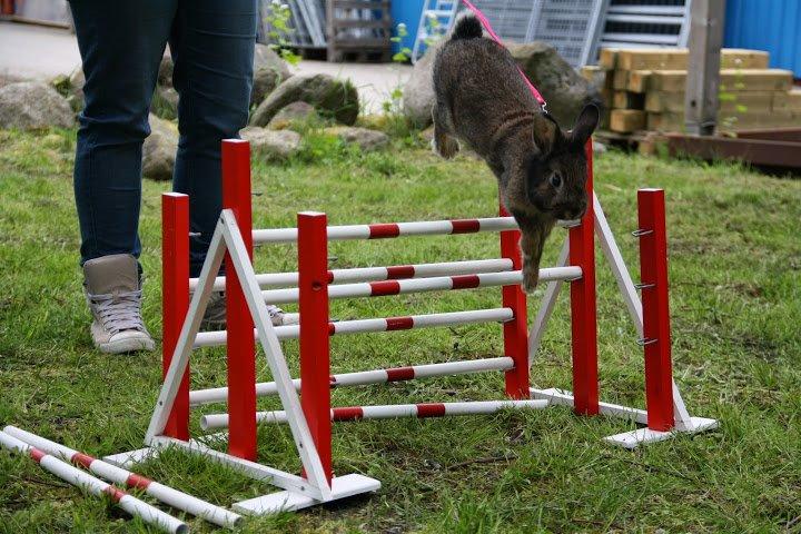 Kanin Picnic's Zombie billede 6