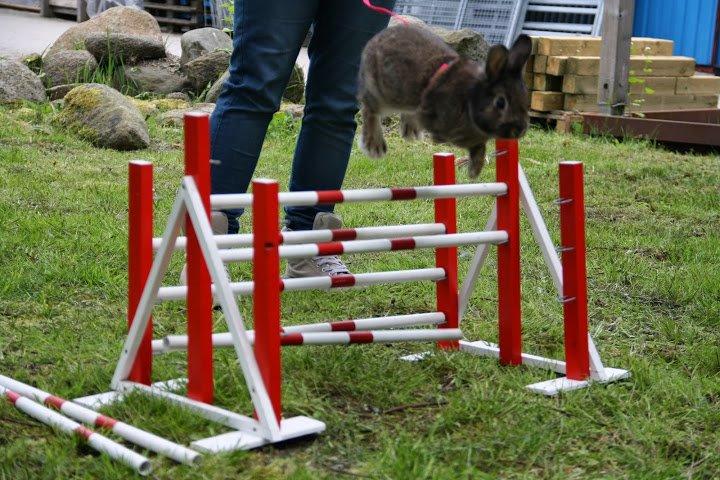 Kanin Picnic's Zombie billede 43