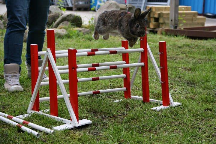 Kanin Picnic's Zombie billede 44