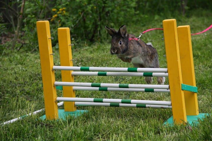 Kanin Picnic's Zombie billede 45