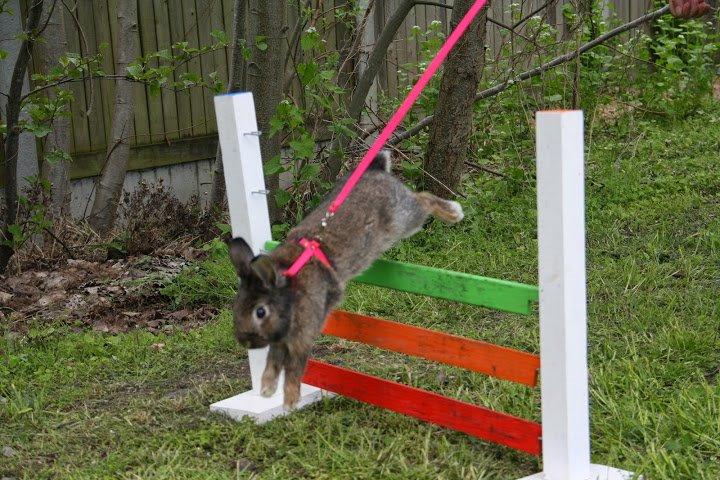 Kanin Picnic's Zombie billede 46