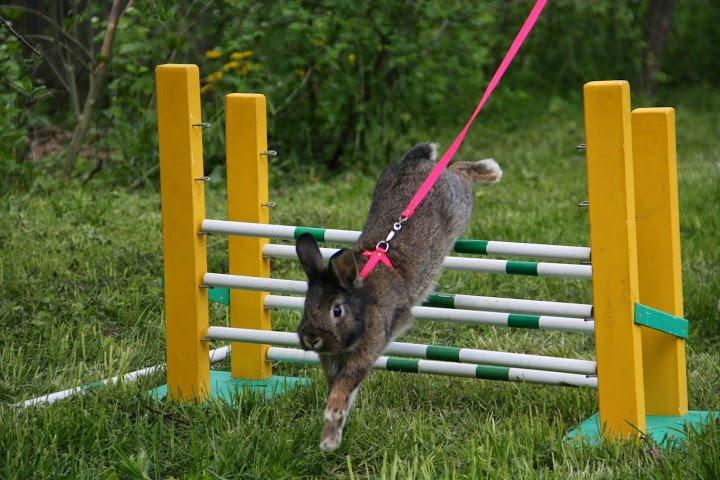 Kanin Picnic's Zombie billede 47