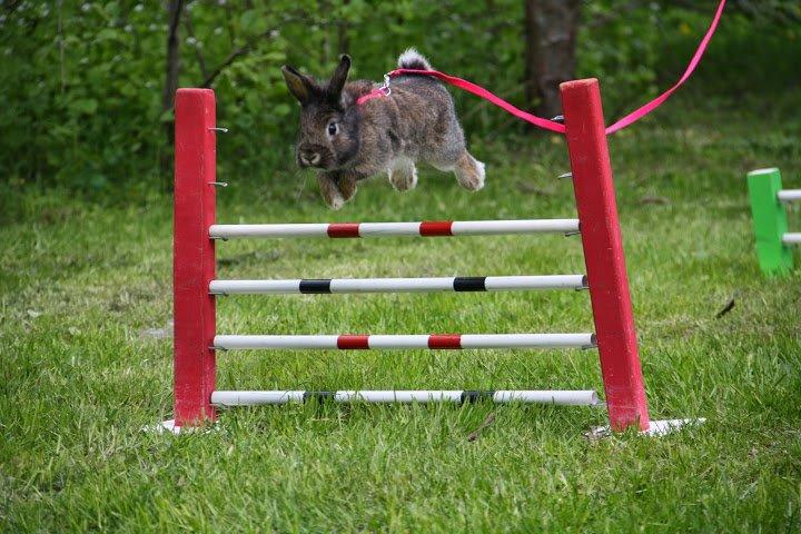 Kanin Picnic's Zombie billede 2