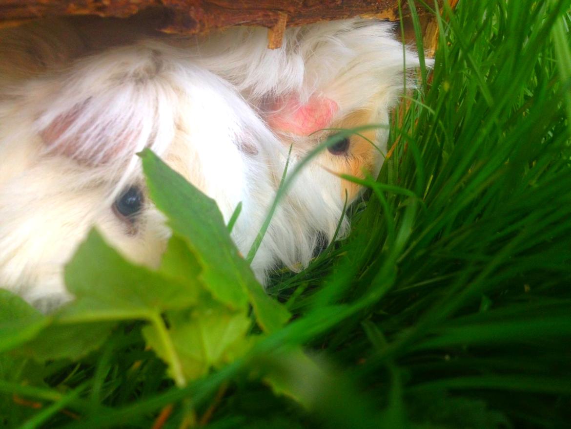 Marsvin Snefnugk billede 2