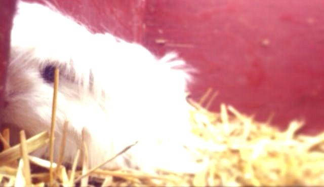 Marsvin Snefnugk billede 9