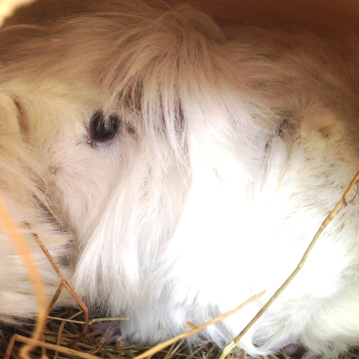 Marsvin Snefnugk billede 7