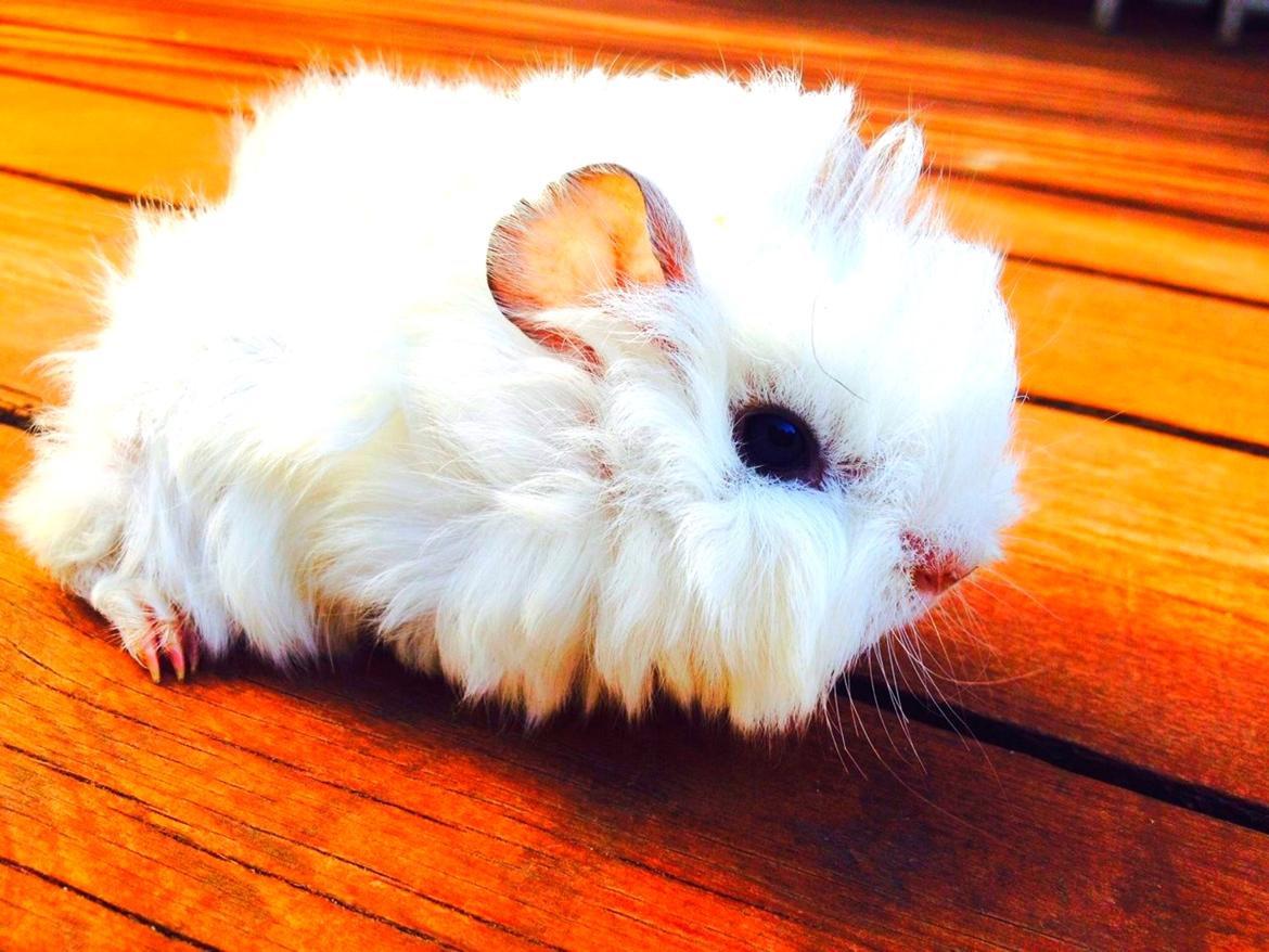 Marsvin Snefnugk billede 5