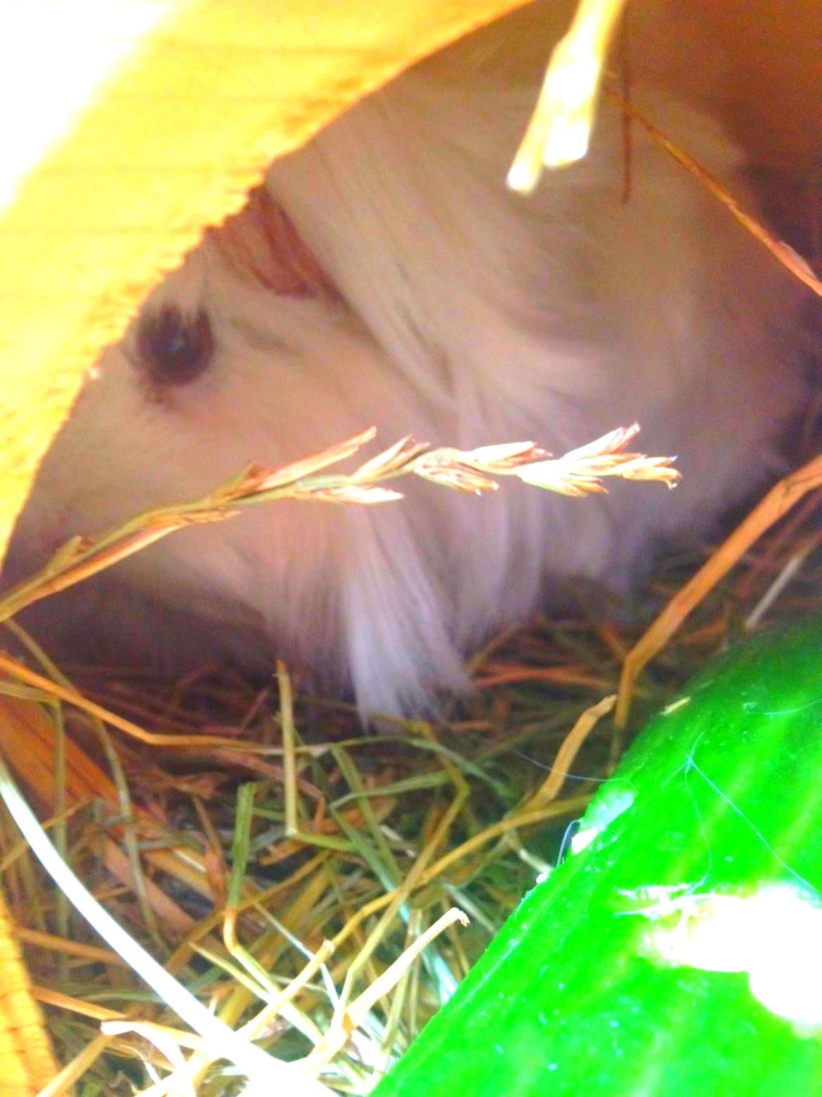 Marsvin Snefnugk billede 10