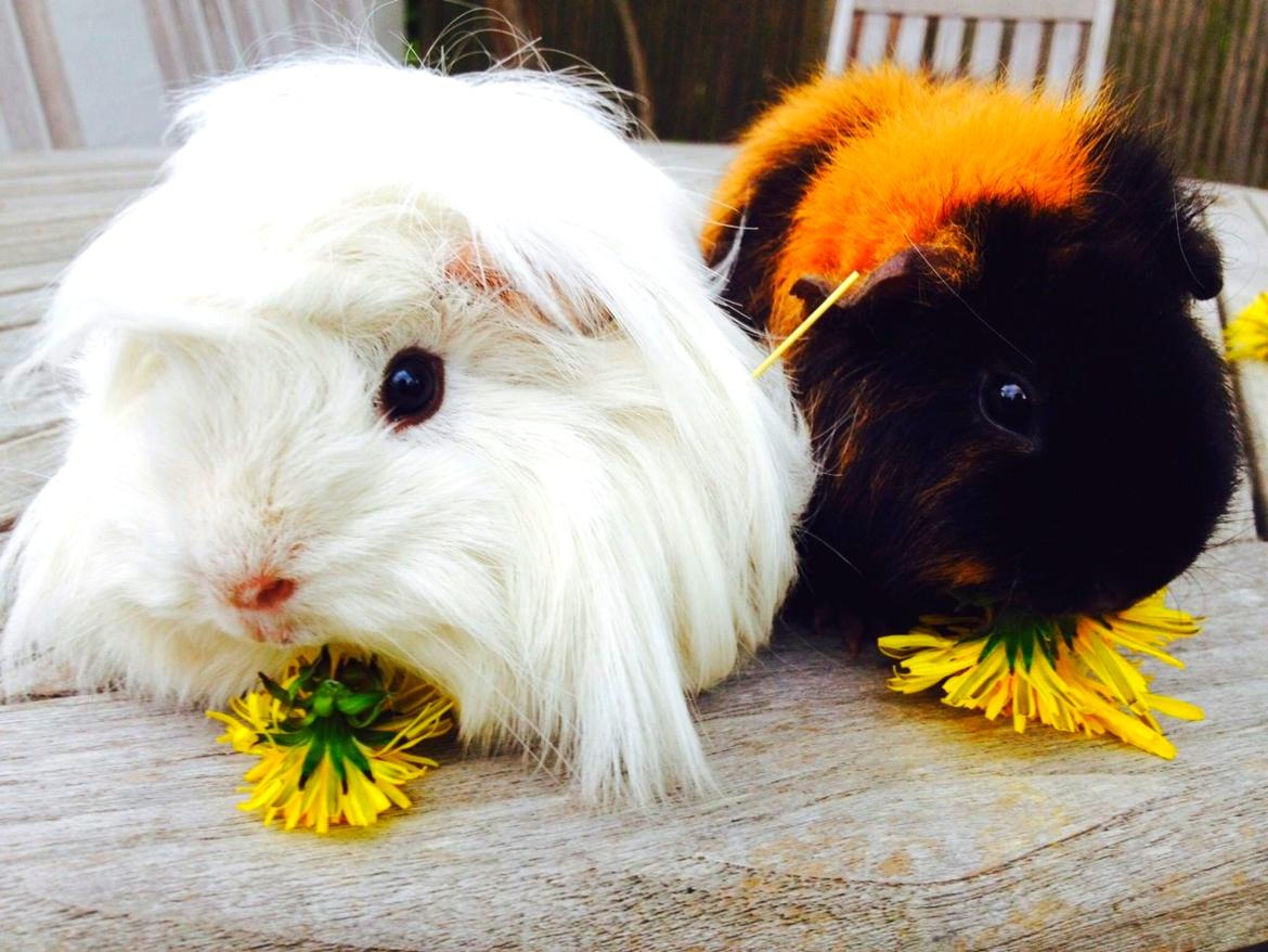 Marsvin Snefnugk billede 1