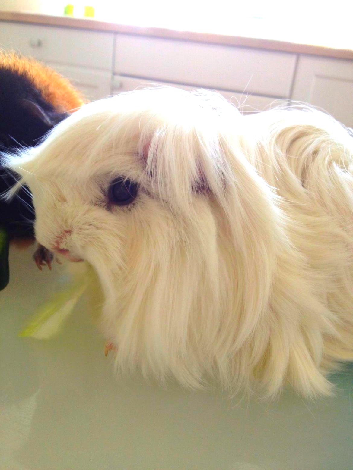 Marsvin Snefnugk billede 8