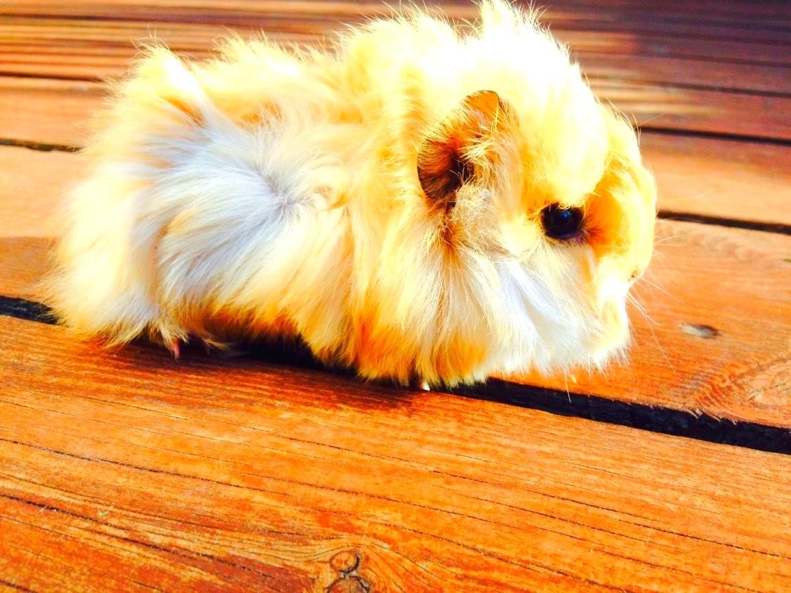 Marsvin Snefnugk billede 4