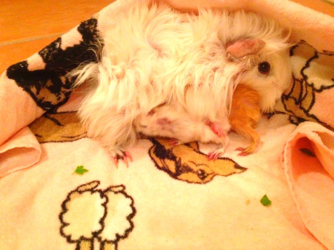 Marsvin Snefnugk billede 3