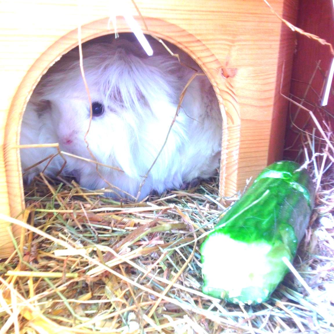 Marsvin Snefnugk billede 6