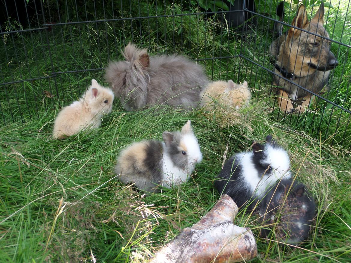Kanin Valmuens Silja <3 20/5 - Silja med alle 5 unger fra E kulde. 1 juli 2014 billede 6