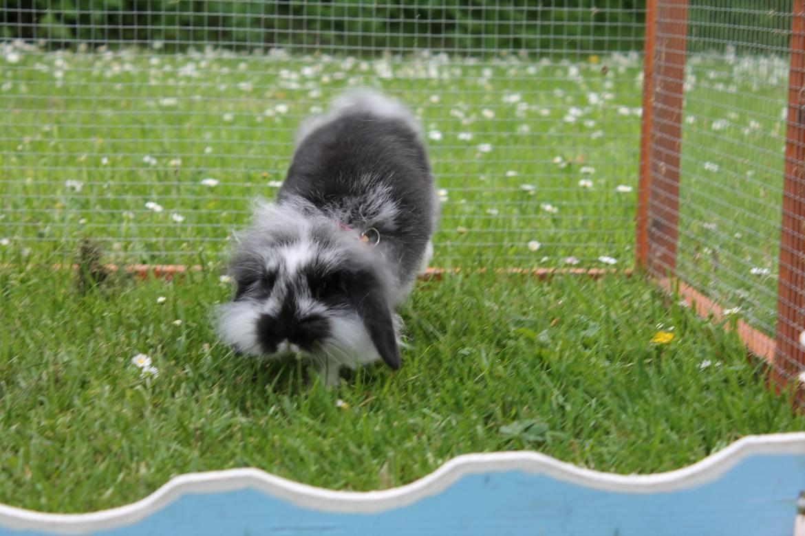 Kanin Stald Neas 1D Through The Dark af Malega billede 1