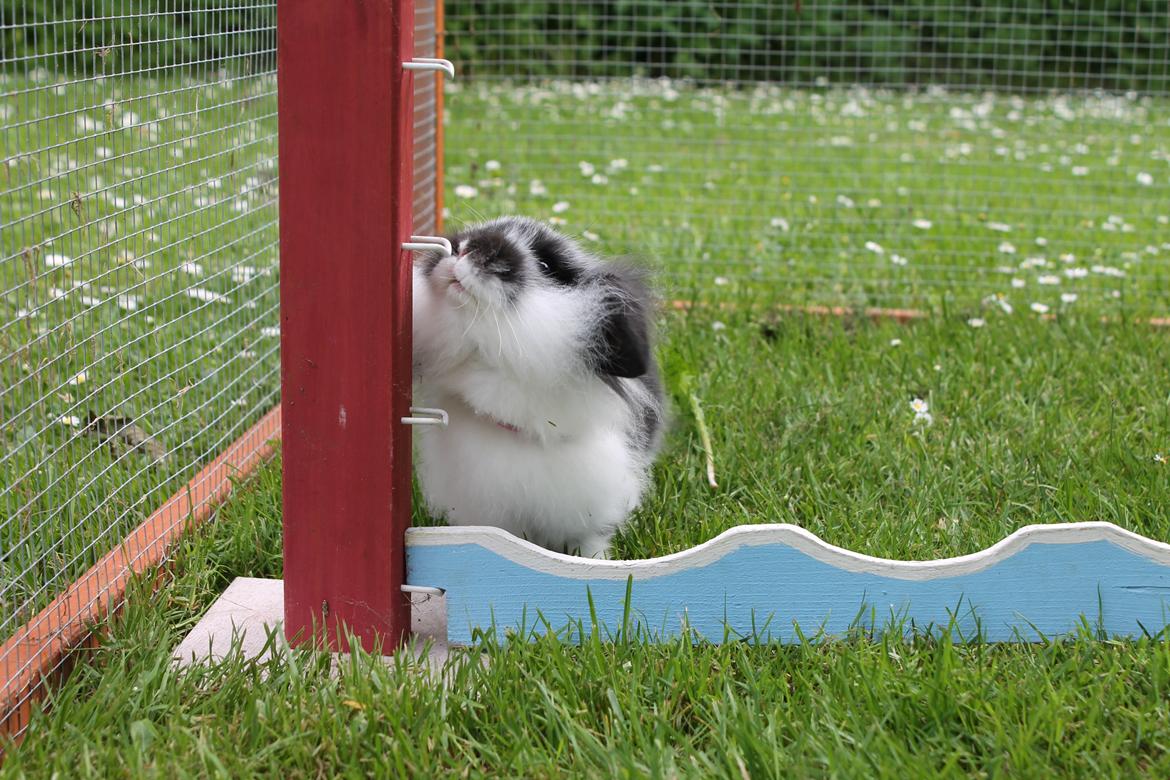 Kanin Stald Neas 1D Through The Dark af Malega billede 2