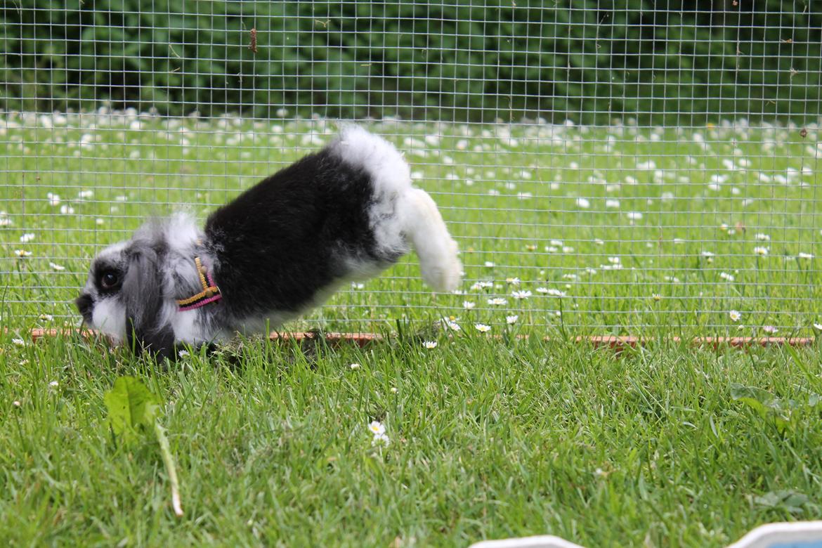 Kanin Stald Neas 1D Through The Dark af Malega billede 3