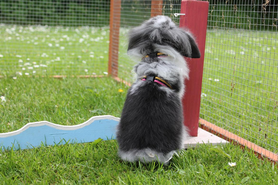 Kanin Stald Neas 1D Through The Dark af Malega billede 4