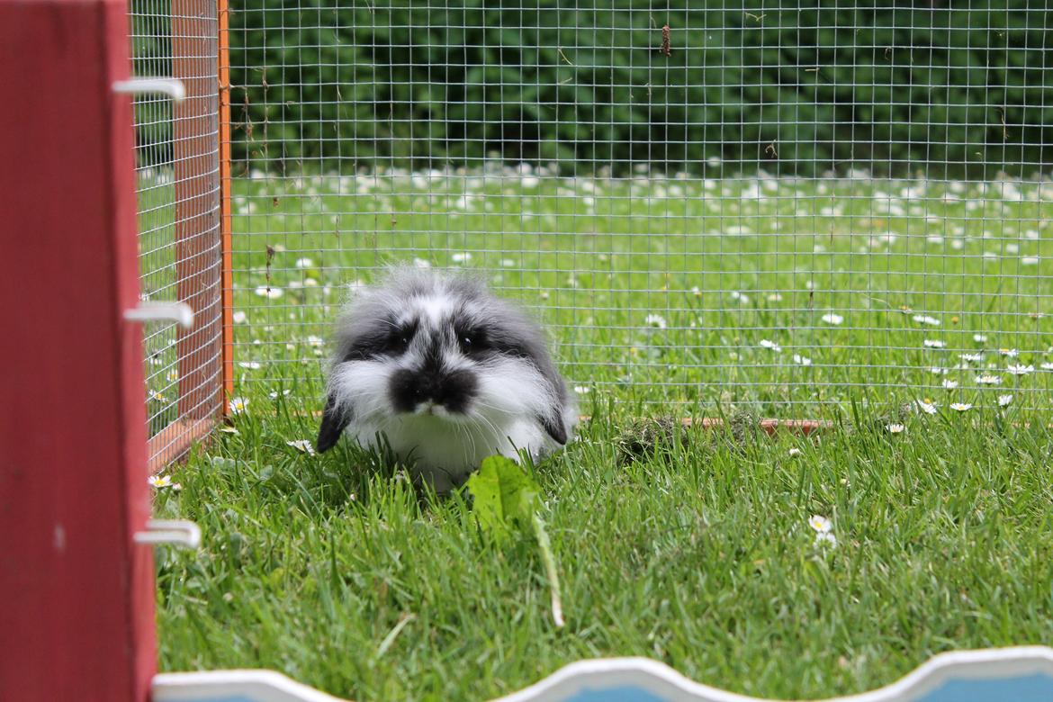 Kanin Stald Neas 1D Through The Dark af Malega billede 5