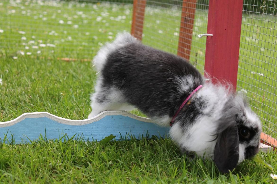 Kanin Stald Neas 1D Through The Dark af Malega billede 6