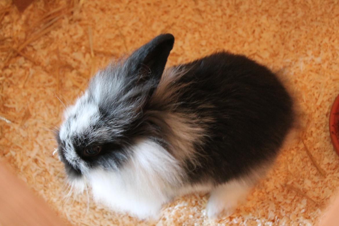 Kanin Stald Neas 1D Through The Dark af Malega billede 7