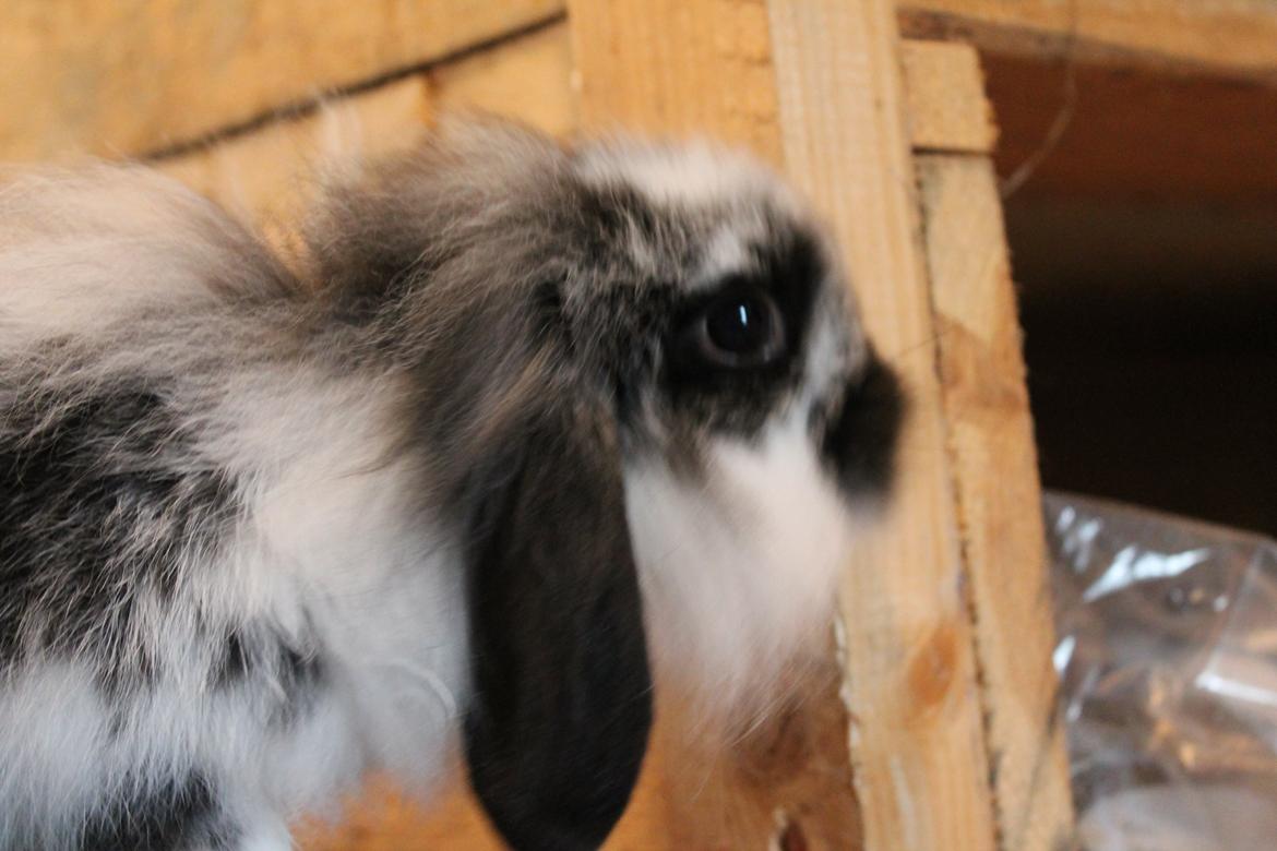 Kanin Stald Neas 1D Through The Dark af Malega billede 8