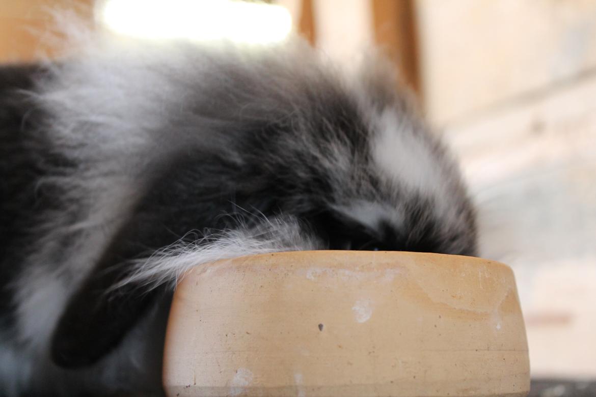 Kanin Stald Neas 1D Through The Dark af Malega billede 10